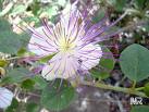 Kapari , Kedere , Keditırnağı Capparis Spinosa