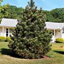 Karaçam Pinus Nigra