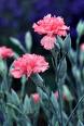 Karanfil Dianthus Caryophyllus