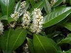 Karayemiş , Lazkirazı Prunus Laurocerasus