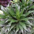 Kardeş Kanı - Ejder Kanı Draceaena Deremensis (Compacta)
