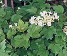 Kartopu Viburnum Opulus Rosum L.