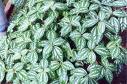 Karyağdı - Topçu Çiçeği Pilea Cadieri