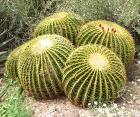 Kaynanaoturağı , Altınfıçı Kaktüsü Echinocactus Grusonii