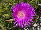 Kazayağı Carpobrotus Acinaciformis