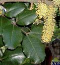Keçiboynuzu , Harnup Ceratonia Siliqua L.