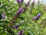 Kelebek Çalısı Buddleja Davidii