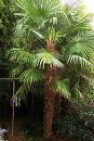 Kendir Palmiyesi Trachycarpus Fortunei
