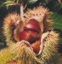 Kestane Ağacı Castanea Sativa