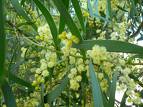 Kıbrıs Akasyası Acacia Cyanophylla Lindley