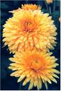 Kırızantem - Kasımpatı Chrysanthemum
