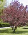 Kırmızı Süs Eriği Prunus Cerasifera Pissardii Nigra