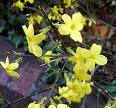 Kış Yasemini Jasminum Nudiflorum