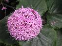 Kısmetağacı Clerodendrum Bungei