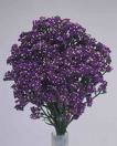 Kıyı Lavantası , Kıyı Karanfili Limonium Sinuatum