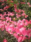 Kızılcık Cornus Mascula