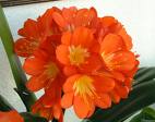 Klivya Clivia Miniata