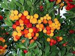 Kocayemiş , Dağçileği Arbutus Unedo