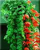 Kolumniya Columnea Microphylla