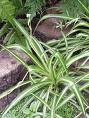 Kordela Chlorophytum Colosum
