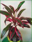 Kordilin Cordyline Fruticosa