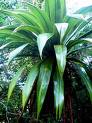 Kordilin Cordyline indivisa