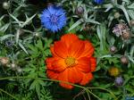 Kosmos Cosmos Sulphuresus