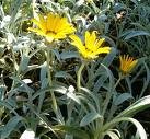 Koyungözü , Gazanya Gazania Nivea