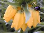 Kral Lalesi Fritillaria imperialis