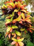 Kraton Codiaeum Variegatum