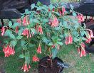 Küpeçiçeği Fuchsia Triphylla Var (Mantilla)
