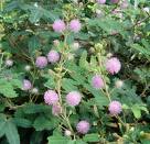 Küstümotu , Mimoza Mimosa Pudica
