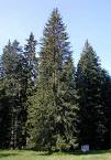 Ladin Picea Excelsa