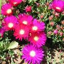 Lamparanthus Spectabilis