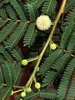 Leucaena Leucophala Wit