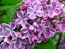 Leylak Syrilga Vulgaris
