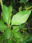 Limon Citrus Limon