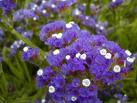 Limonium Sinuatum