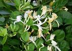 Lonicera Caprifolium