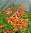 Lonicera Sempervirens