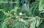 Lösaena , Ada Mimozası Leucaena Leucophala Wit