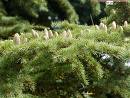 Lübnan Sediri Cedrus Libani