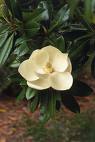 Magnolia Grandiflora
