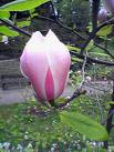 Magnolia X Soulangeana