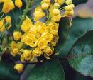Mahonia Aguifolium
