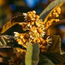 Maltaeriği , Yenidünya Eriobotrya Japonica Lindley