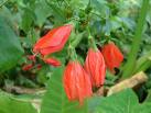 Malvaviscus Arboreus