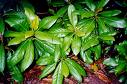 Manolya Magnolia Grandiflora