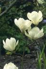 Manolya Magnolia X Soulangeana