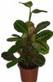 Maranta ieucorneura